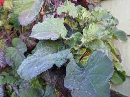 Purple Tree Kale Cuttings - 2 Live Cuttings, Brassica oleracea, Perennial Edible Green