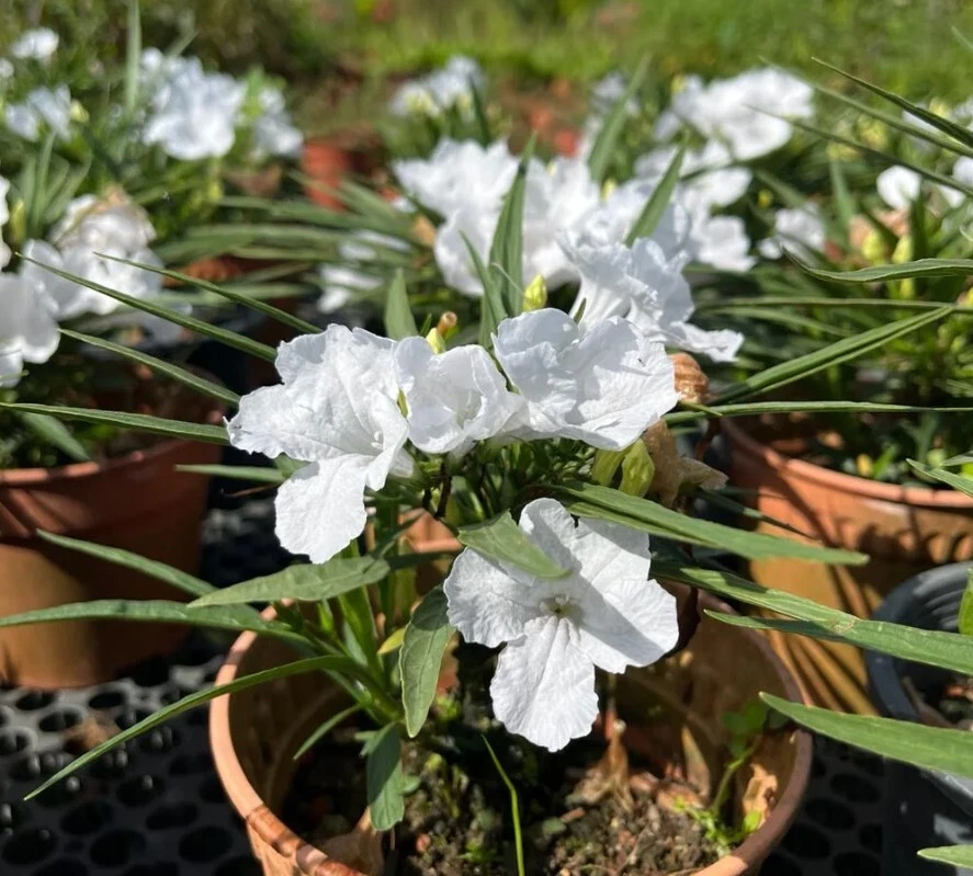 White Mexican Petunia - 10 Rooted Plants, Drought & Wet Soil Tolerant, Full Sun to Shade, Fast Spreading, Pond or Garden Plant, Zones 7-11