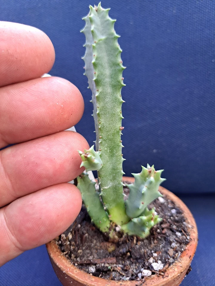 Huernia Hybrid G5 Cuttings (2) - Rare Succulent - Maroon/Yellow Starfish Flowers