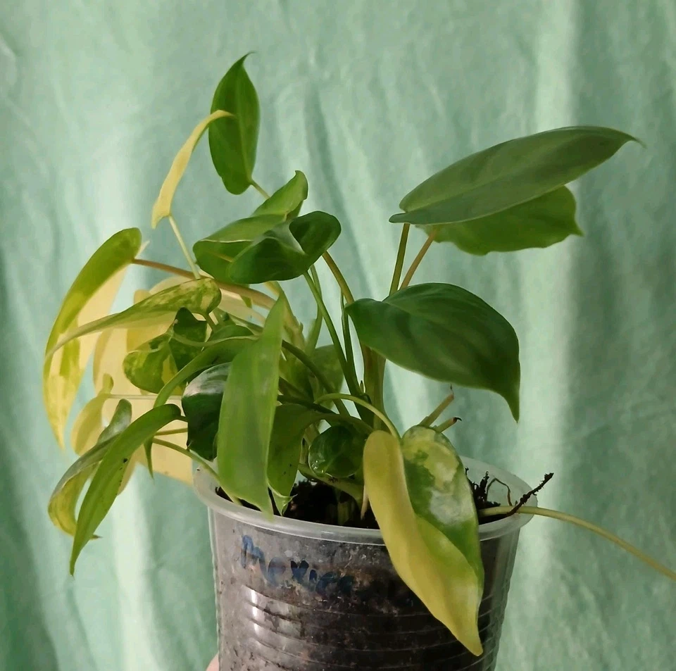 Burle Marx Philodendron Cutting, Philodendron bipinnatifidum, with Nodes & Aerial Roots, Indoor Outdoor Plant