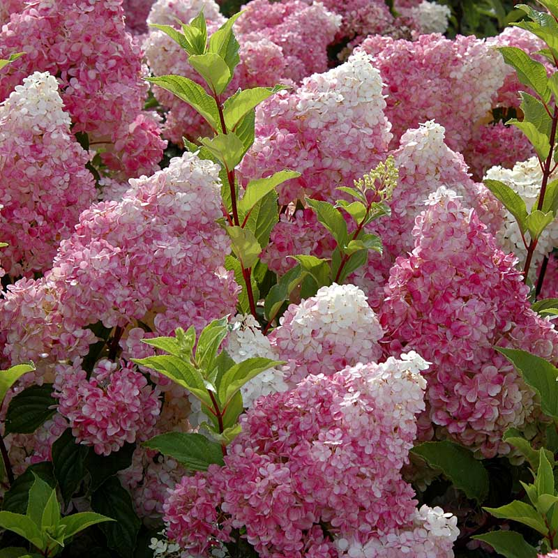 Hydrangea 'Vanillastrawberry' Cuttings, 6 Rooted Plants, Pink/White Blooms, USDA Zones 4-9, Full Sun/Part Shade