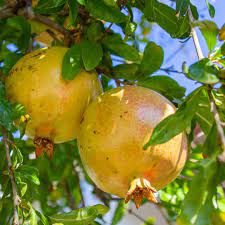 White Pomegranate Cuttings, Punica granatum, 10 Hardwood Stems, 8-10", USDA Zones 8-11