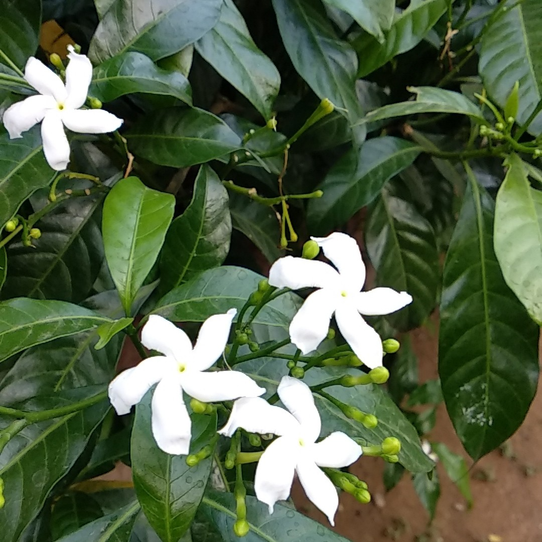Crape Jasmine Cuttings, Tabernaemontana divaricata, 12 Live Clippings, Fragrant White Flowers, USDA Zones 10-11