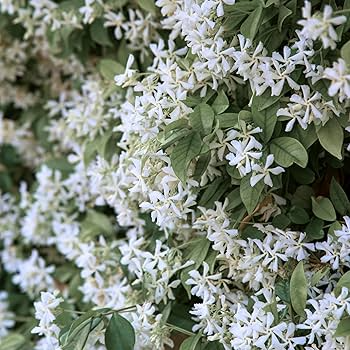 7 Jasminoides Trachelospermum Star Jasmine Cuttings, 6" Unrooted, Fragrant Flowering Plant, Perfect for Vines & Gardens, Easy to Grow