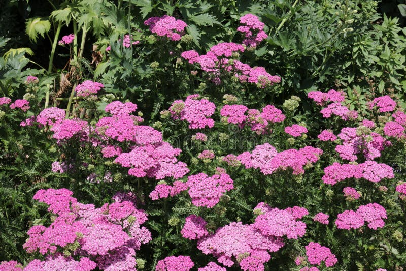 1 Yarrow Live Plant (Achillea Millefolium) Healthy Starter Plant for Pollinators | Perennial Flower for Garden, Butterflies & Bees