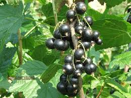 Ribes nigrum Seeds - 25 Count - Black Currant - Alaska Grown - Zone 3 Hardy