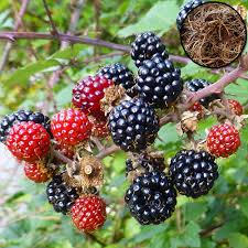 15 TRIPLE CROWN BLACKBERRY Scion Cuttings (Rubus fruticosus) for Rooting or Grafting, 8-10", Heirloom, Sweet Blackberry Bush