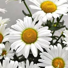 1,000 Shasta Daisy Seeds | Leucanthemum × superbum | White Perennial Flowers for Borders & Pollinator Gardens | Easy to Grow
