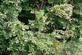 Vaccinium ovatum Cuttings - 6 Count - Evergreen Huckleberry - Native Shrub