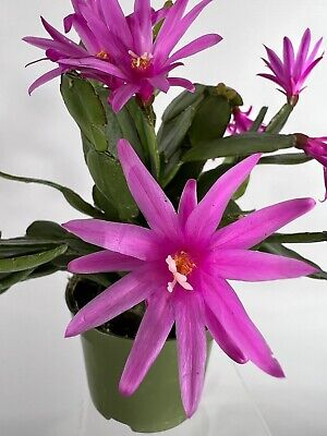 3 Pink Easter Cactus Cuttings 2+ Segments Spring Cactus Rhipsalidopsis Unrooted