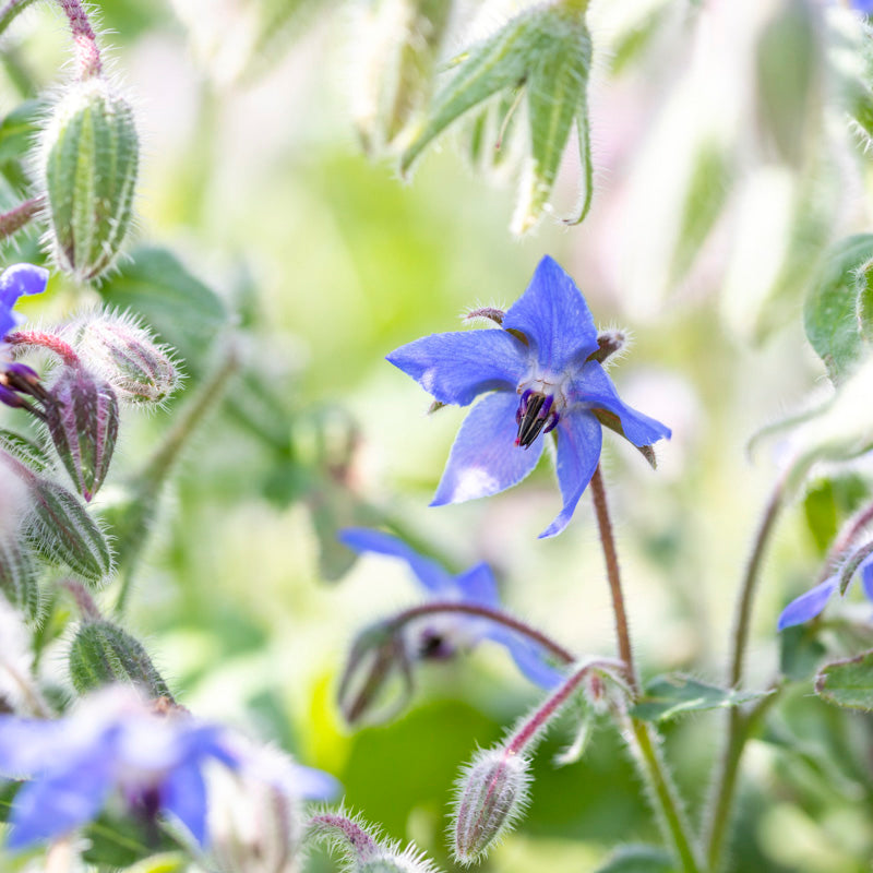 Borago officinalis Seeds - 50 Count - Borage - Heirloom Herb - Bee Friendly - Alaska Grown