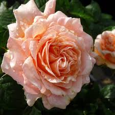 3 Polka Climbing Rose Apricot Unrooted Cuttings Live Fresh, Beautiful Blooming Rose Bush, Perfect for Trellis, Garden, Organic Rose Planting