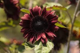 50 Cherry Chocolate Sunflower Seeds | Heirloom Non-GMO | Deep Burgundy Blooms for Pollinators, Gardens, Bouquets & Borders