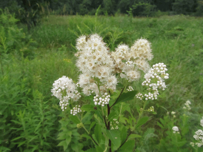 White Meadowsweet Cuttings - 10 Live 6-10" Cuttings, Spiraea alba, Native Perennial