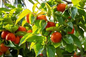 Persimmon Tree Cuttings - 3 Live Cuttings, Diospyros kaki, Rooting/Grafting, USDA Zones 6-11
