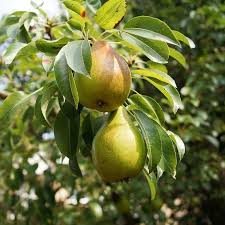 3 Shenandoah Pear Tree Scions, Unrooted Cuttings 10-12 Inches for Grafting & Rooting – Pyrus communis, Sweet Pear, Fruit Tree Propagation