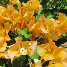 Bougainvillea California Gold Live Plant Gold Blooms Drought Tolerant USDA Zones 9-11