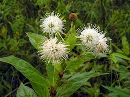 5 Buttonbush Plants - Cephalanthus occidentalis | 12–18” Bare Root Live Shrubs | Native Pollinator Plant for Wetland or Rain Gardens