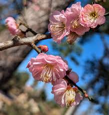Prunus mume Cuttings - 4 Count - Japanese Flowering Apricot - Pink Blooms - Winter Flowering
