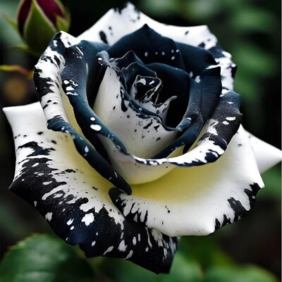 20 Rare Black & White Striped Rose Seeds - Unique Heirloom Variety - Striking Bicolor Blooms - Fragrant Perennial - Easy to Grow