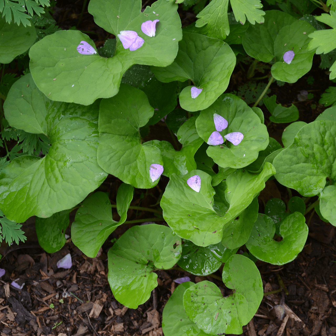 3 Wild Ginger Plant Roots - Asarum Canadense | Bare Root Woodland Perennial | Native Shade Wildflower for Landscaping