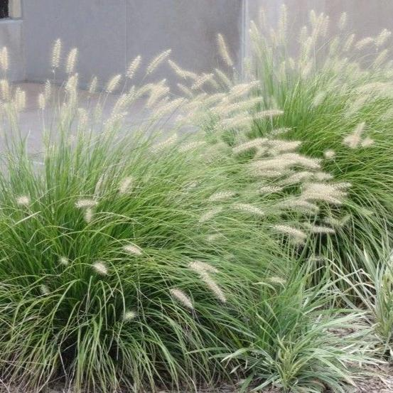 Pennisetum alopecuroides - 3 Sprouted Clumps, Fountain Grass, Zone 5-9