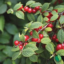 10 Unrooted Nanking Cherry Cuttings (Prunus tomentosa) - 6-8 Inches Long, Hardy Shrub for Fruit, Wildlife, & Landscaping