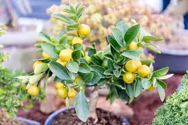 30 Perfume Lemon Seeds - Grow Your Own Citrus Bonsai - Fragrant Lemon Tree - Delicious Juicy Fruit - Easy to Grow Indoors & Outdoors