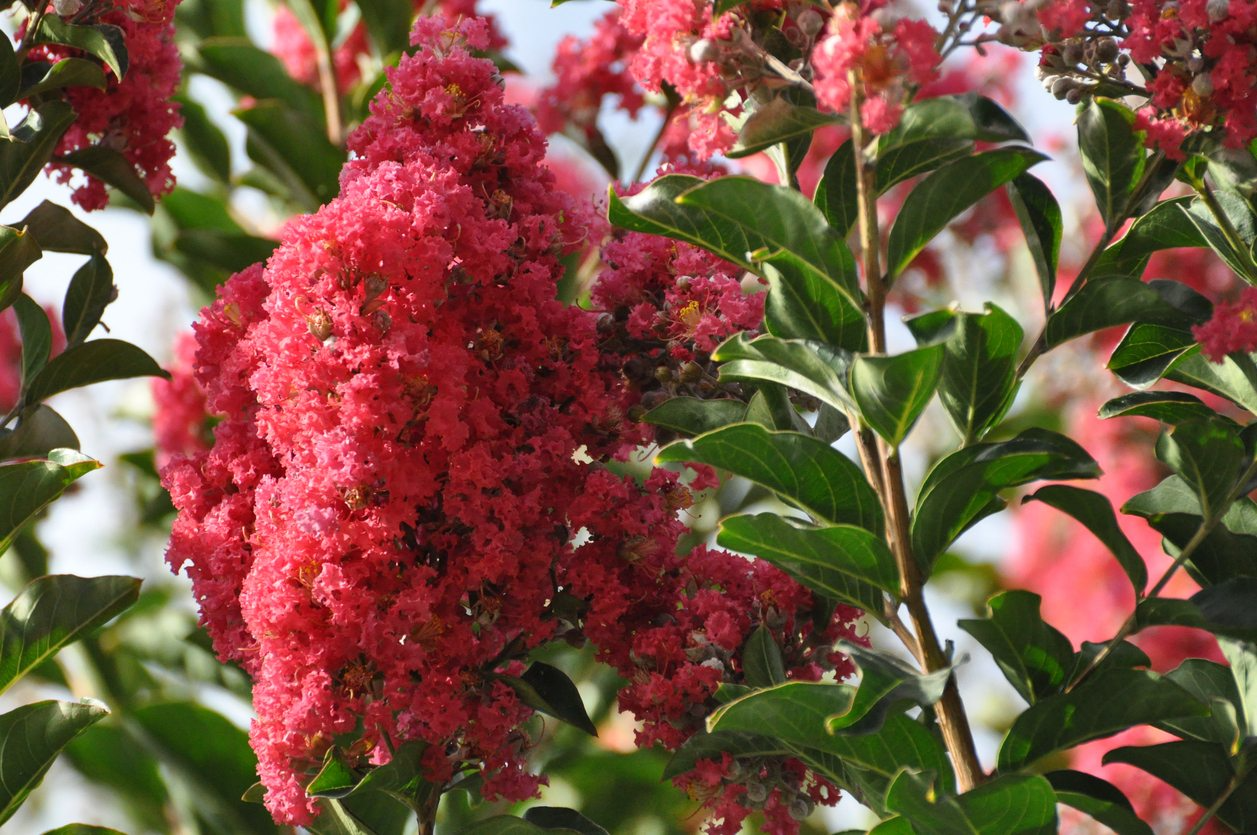 Pink Crape Myrtle (Lagerstroemia indica) 10 Live Clippings | Organic Wild Grown | Butterfly Magnet | Easy to Root