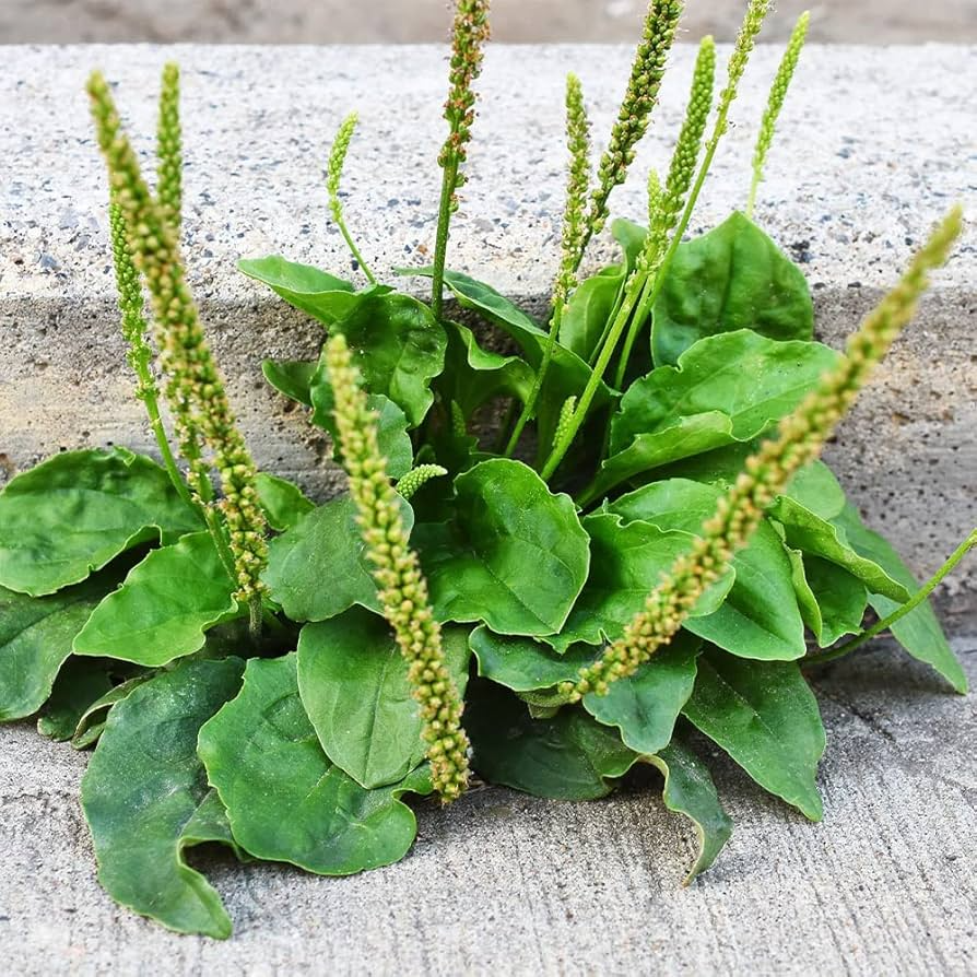 Plantago major Seeds - 100 Count - Broadleaf Plantain - Alaska Wild Harvested