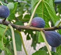 LSU Purple Fig Scion Cuttings 5 Pieces 5-7 Inches Long Ficus Carica Fruit Tree