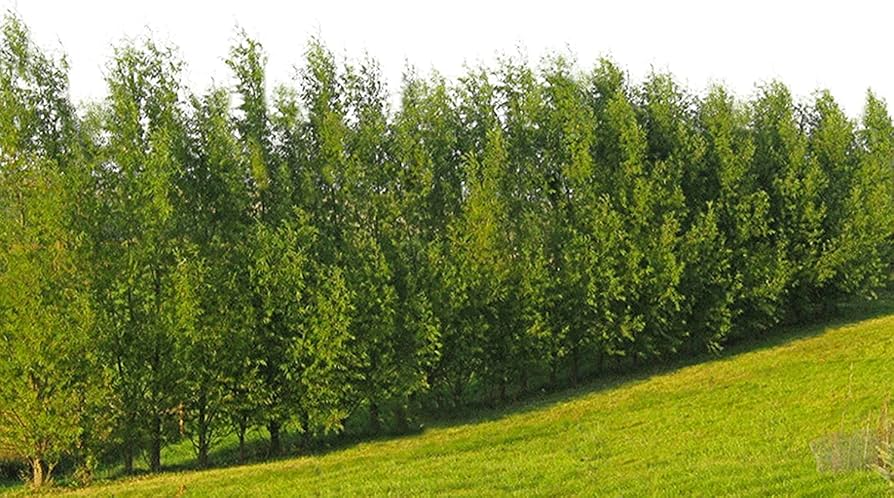 Austree Hybrid Willow Cuttings - 5 Pack - Fastest Growing Tree - Privacy Screen - 15ft/Year - Oxygen Producer - Zones 4-9