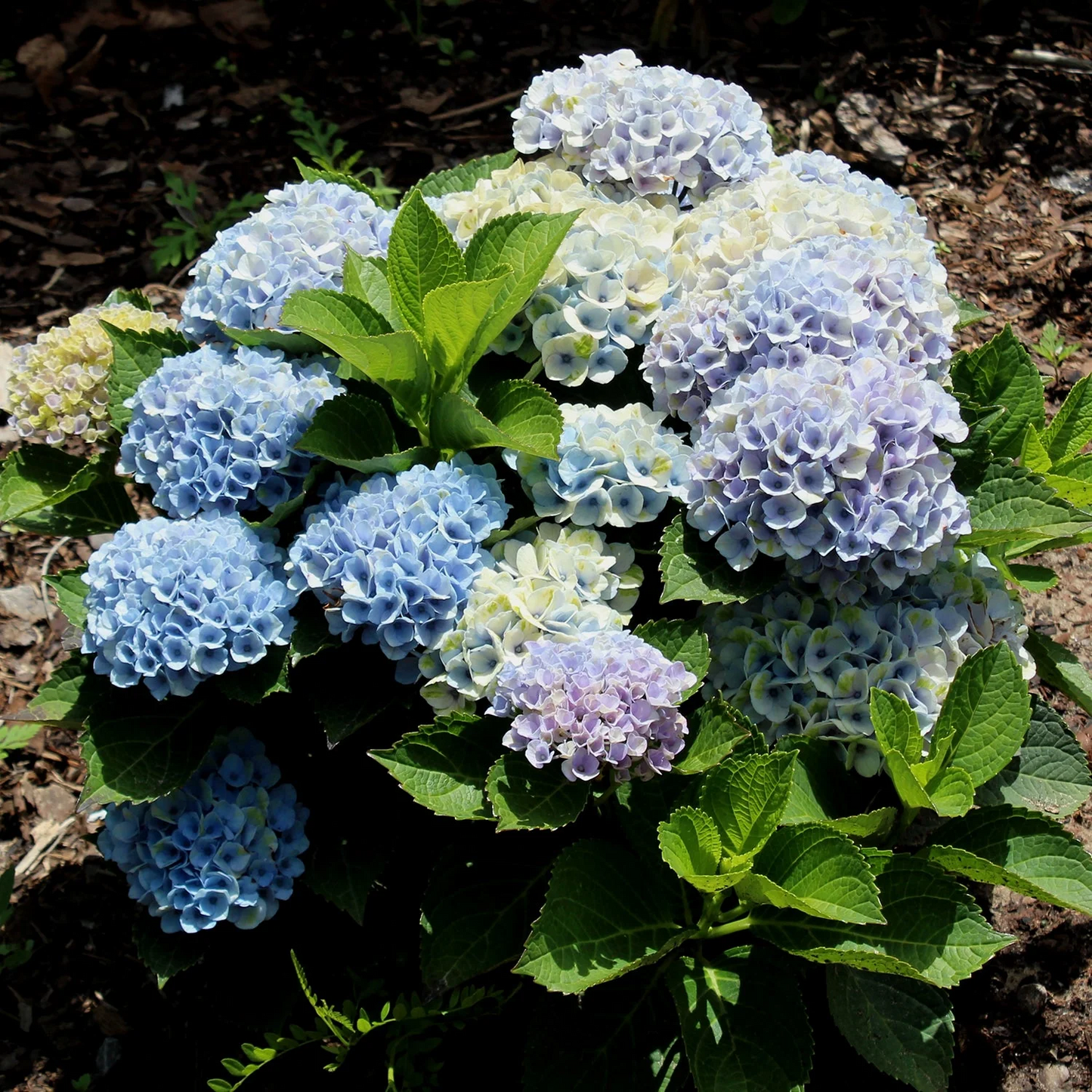 Hydrangea Cuttings - 10 Live Stem Cuttings, Deep Blue Flowers, No Roots