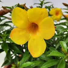 Golden Trumpet Vine Plants, Allamanda cathartica, 4 Rooted Live Plants, Tropical Flowering Vine, USDA Zones 10-11