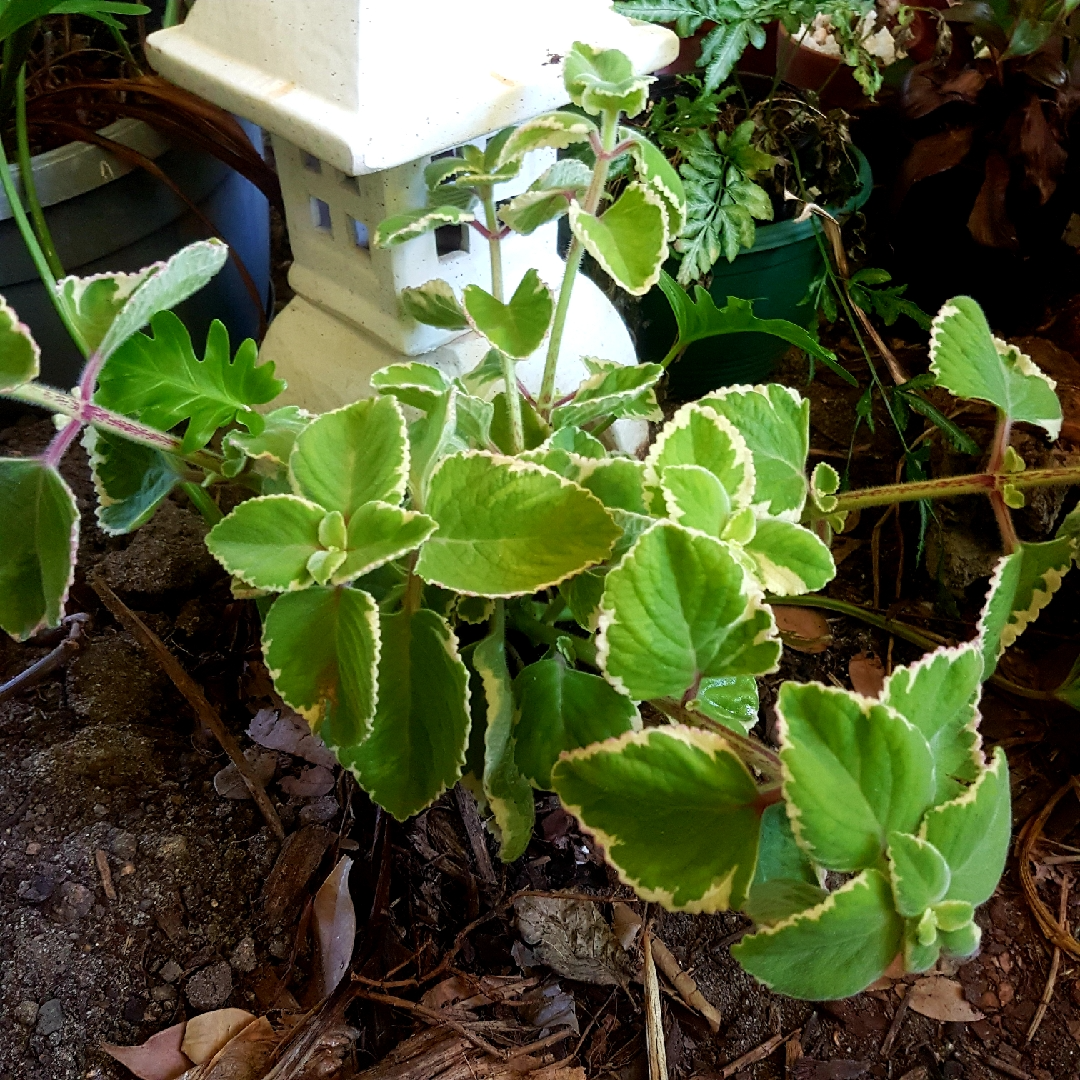 Variegated Cuban Oregano Cuttings - 4 Live Cuttings, Plectranthus amboinicus, Edible Herb