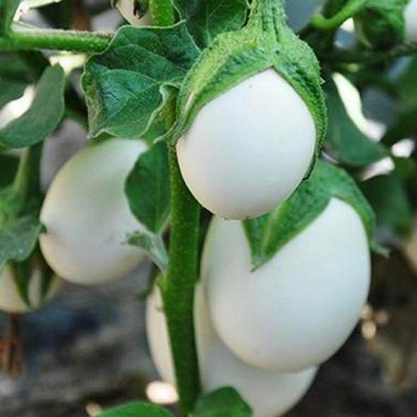100+ White Eggplant Seeds | Solanum melongena | Unique Non-GMO Vegetable Seeds for Planting | Great for Grilling & Garden Beds