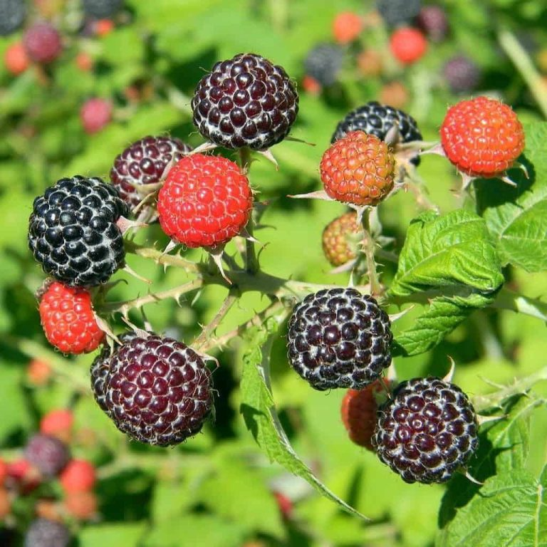 5 Black Hawk Raspberry Plants - Rubus occidentalis | 1–2 Year Old Hardy Live Fruit Plants | Sweet Black Raspberries for Garden