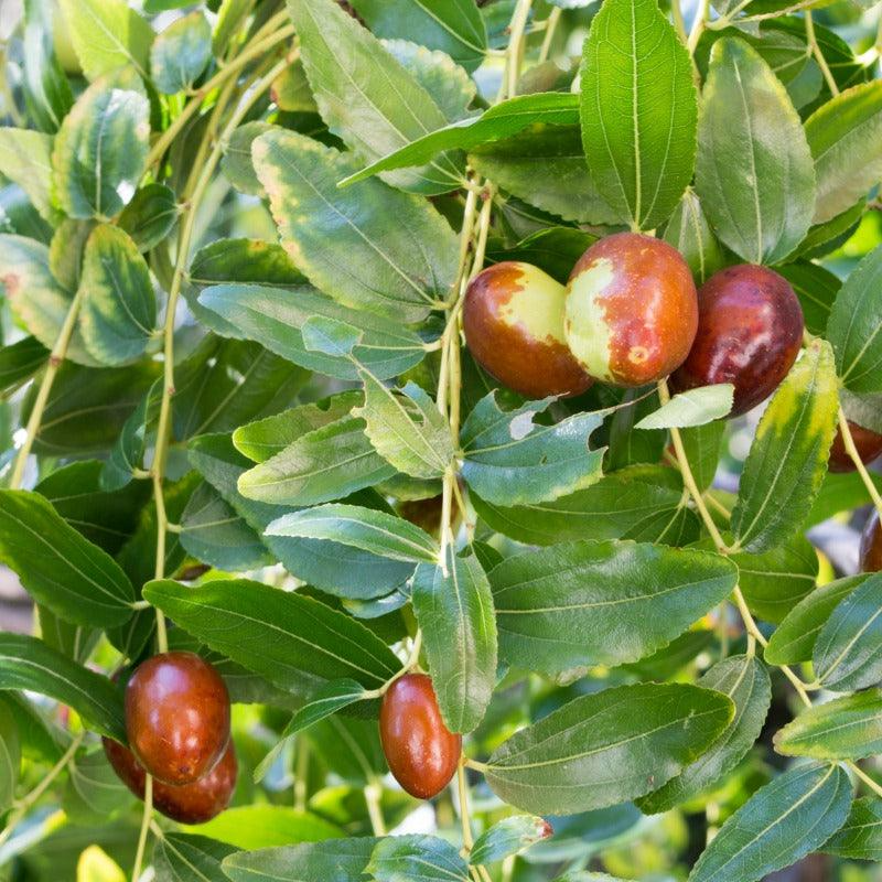 Lang JuJube Tree Cuttings - 5 Pcs, Chinese Dates, Sweet & Crisp Fruit, Dwarf (<8 ft), Zones 5-10, Drought Tolerant, No Grafting Needed
