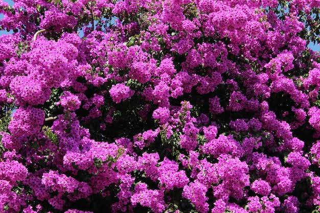 Bougainvillea spectabilis, 6" Fuchsia Pink Unrooted Cuttings, Tropical Vine, USDA Zones 9-11