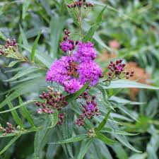 500 mg Seeds Vernonia noveboracensis (New York Ironweed) for Planting | Native Perennial Wildflower for Pollinator Gardens