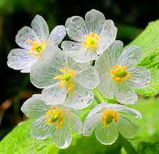 20 Skeleton Glass Flower Seeds – Diphylleia grayi – Rare Transparent Petals – Ghost Flower Seeds for Garden