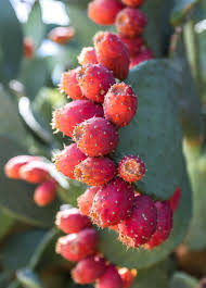 Opuntia ficus-indica Cuttings, 1 Rooted Pad, Texas Prickly Pear Cactus, Red Fruit, USDA Zones 8-11