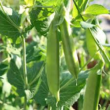 25+ Sugar Pod Snow Pea Seeds | Pisum sativum | Non-GMO Sweet Snow Peas for Crisp Edible Pods | Cool Season Garden Vegetable