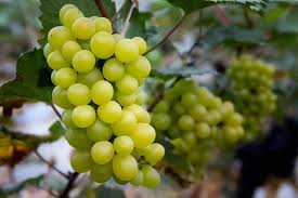 Cotton Candy Grape Cuttings, 4 Hardwood Vine Clippings, Unrooted, Sweet Fruit, USDA Zones 7-10