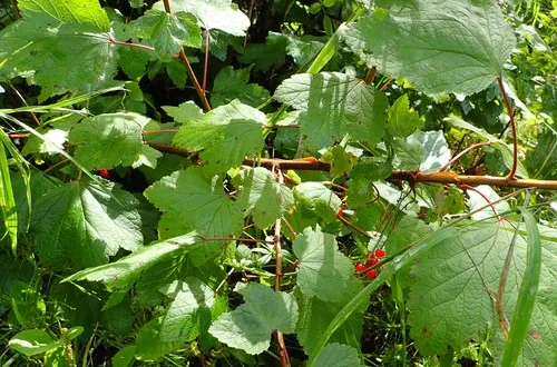 Viburnum edule Cuttings - 4 Count - Highbush Cranberry - Wild Harvested
