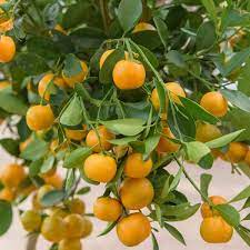 Calamansi Tree Cuttings - 3 Live Cuttings for Rooting/Grafting, Citrus × microcarpa, USDA Zones 10-11