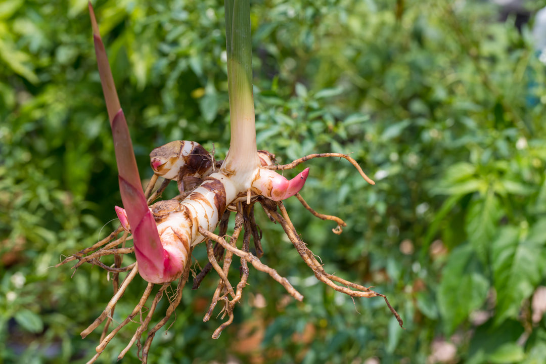 Thai Ginger Galangal Roots, Alpinia galanga, 6 Live Rhizomes, Tropical Culinary Plant, USDA Zones 9-12