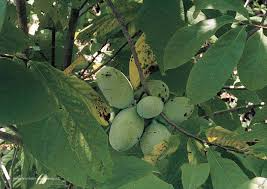 5 Pawpaw Trees - Asimina triloba | 6–8” Tall Live Bare Root Trees | Native Fruit Tree for Edible Landscaping & Food Forests