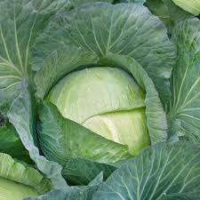 100+ Giant Kohlrabi Seeds | Brassica oleracea Variety | Exotic Heirloom Bulbing Cabbage | Easy to Grow Cool Season Vegetable