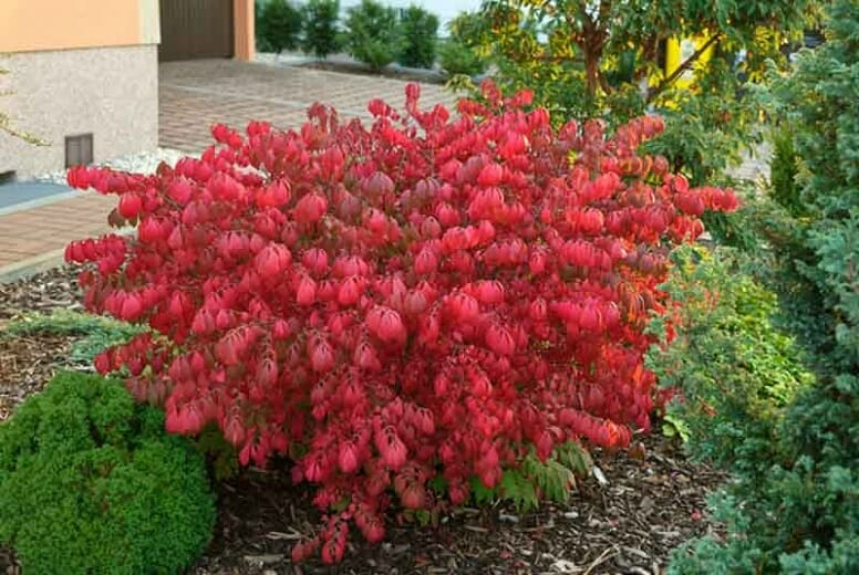 12 Burning Bush Unrooted Cuttings (Euonymus alatus) 6-8" | Dwarf Burning Bush, Ornamental Shrub for Landscaping